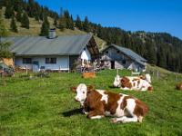 Kühe vor der Hofbauernalm